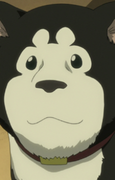 Black Hayate